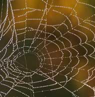 Onbewoond spinneweb